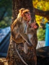 The love moment between a baby monkey and his mother spotted at Rajiv Gandhi National Park