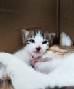 Love mommy, a kitten looking after her sleeping mother