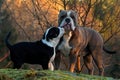 Love between a 5 month old puppy Old English Bulldog and his father.