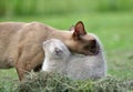 Love is - Mother cat cleaning her baby kitten Royalty Free Stock Photo