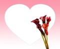 Love motive with callas Royalty Free Stock Photo