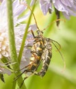 Love of motley bugs at meadow lilac flowers