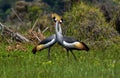 Crowned cranes love