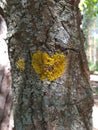 Love Of Nature - A Heart On A Tree Trunk