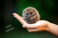 Love nature, little hedgehog staying in a hand