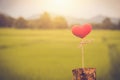 Love nature red heart on rice field