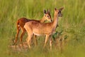 Love in nature. Steenbok, Raphicerus campestris, fire burned destroyed savannah. Animal in fire burnt place, Cheetah lying in Royalty Free Stock Photo