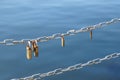 Love padlocks hanging on metal chain fence Royalty Free Stock Photo