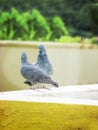 Love Pair- couple of Pigeon