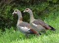 Love Pair of Egyptian Geese