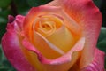 Love and Peace Pink and Yellow Rose Flower Royalty Free Stock Photo