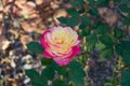 Love and peace rose flower in the garden. Blooming pink and yellow rose Royalty Free Stock Photo