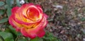 Love and Peace rose, red and yellow hybrid tea rose Royalty Free Stock Photo