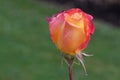 Love and Peace Pink and Yellow Rose Flower 07