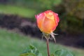 Love and Peace Rosebud on Blurry Background Royalty Free Stock Photo