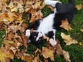 Love pet animals autumn leaf playground