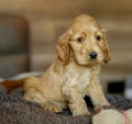 Love for pets. Baby Cocker Spaniel puppy lies on the bed in the house. Royalty Free Stock Photo