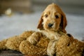 Love for pets. Baby Cocker Spaniel puppy lies on the bed in the house. Royalty Free Stock Photo