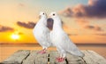 Love pigeons Royalty Free Stock Photo