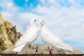 Love pigeons Royalty Free Stock Photo