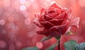 Love in Pink: Red Rose on Pink Background with Bokeh Lights, Offering a Romantic Design and an Elegant Space to Express Affection Royalty Free Stock Photo
