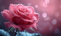 Love in Pink: Red Rose on Pink Background with Bokeh Lights, Royalty Free Stock Photo