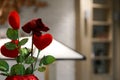 Love red heart with droop red rose on the pot, valentines concept