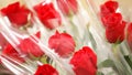 love romance and affection. bright red roses and stems Royalty Free Stock Photo