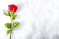 Love and romance concept - frozen winter red rose covered in snow and frost laying on the ground surrounded by ice crystals and