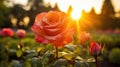 love rose flower background