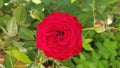 Love Rose flower full blooming.