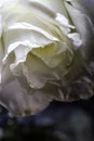 Love, rose, flower, macro, white, shine, shadow, curls, yellow background, yellow, texture, design Royalty Free Stock Photo