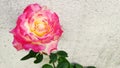 Love Rose freshly bloomed Royalty Free Stock Photo