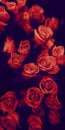 Love roses Royalty Free Stock Photo