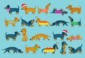 For the love of sausage dogs!