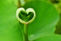Love shape lotus leaf