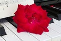 Love Song Concept red rose on piano keyboard Royalty Free Stock Photo