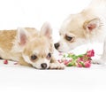 Love story, couple of chihuahua puppies with roses Royalty Free Stock Photo