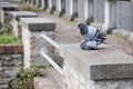 Love story between pigeons Royalty Free Stock Photo