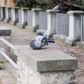 Love story between pigeons Royalty Free Stock Photo