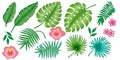 Set of different tropical plants from banana leaves and palm trees and flower. Vector isolated layers. Summer exotic design for