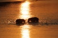 Zambia: Two Hippos meet each other at Zambesi River at sunset Royalty Free Stock Photo