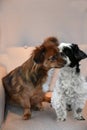 Love story between two little dogs Royalty Free Stock Photo