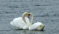 Love swans