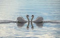 Love Swans - Swans Making A Heart Royalty Free Stock Photo