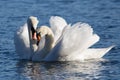 Love Swans