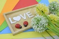 love symbol on colourfull background.green, yellow and white artificial flower placed on right. red ladybird on bot Royalty Free Stock Photo