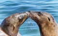 California Sea Lions touch Lips