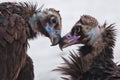 Love and tenderness in black vultures, big birds scavengers in the spring gently make peace with each other. pair of lovers - Royalty Free Stock Photo