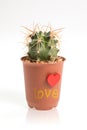 Love text on cactus isolated on white background Royalty Free Stock Photo